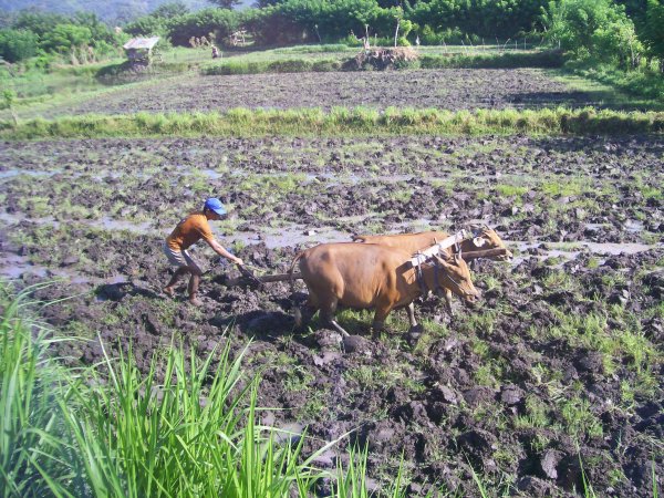 ploughing with an ox