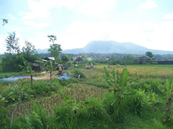 hand threshing