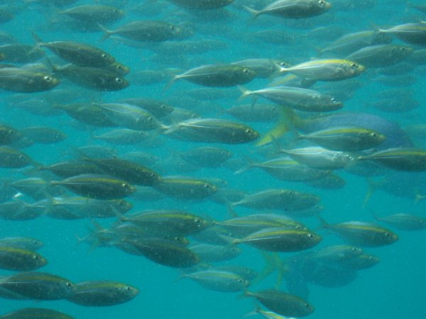 the reef