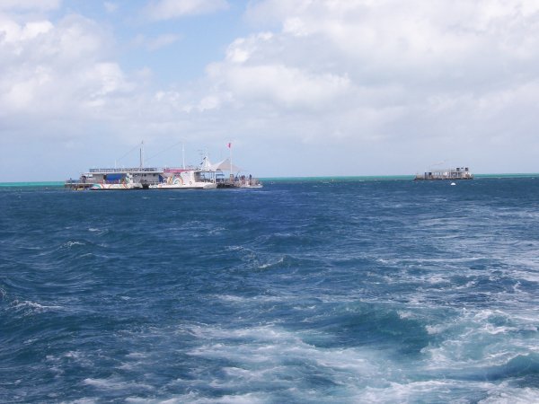 the reef